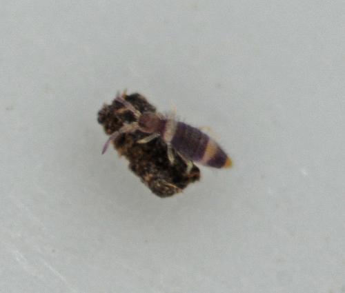 Entomobrya albocincta